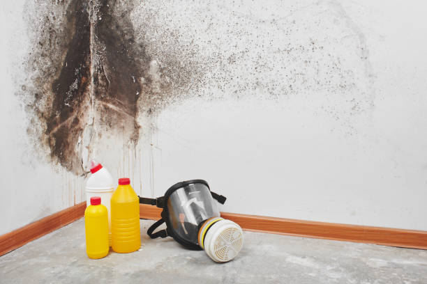 Certified Mold Removal in Newton, NC