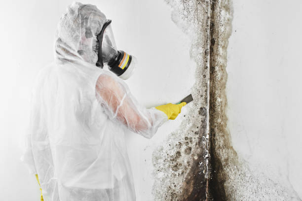 Best Residential Mold Removal  in Newton, NC