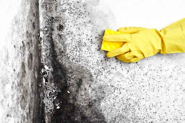 Best Mold Testing  in Newton, NC