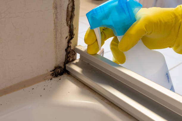 Newton, NC Mold Removal Pros