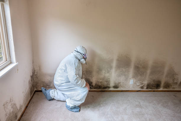 Best Mold Remediation  in Newton, NC