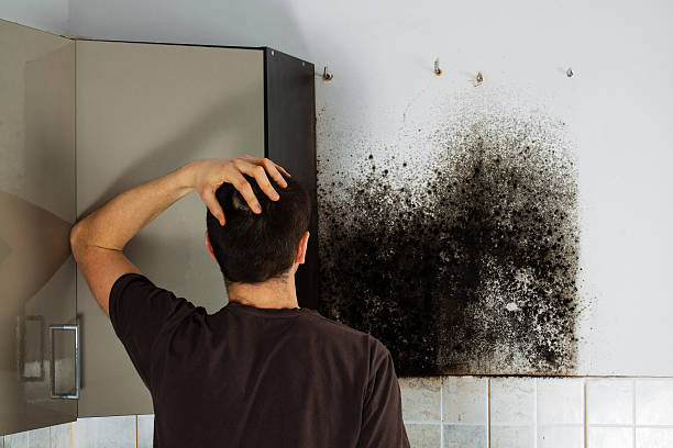 Mold Removal Process in Newton, NC